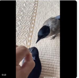Stitching Magic: When Nature Lends a Wing (Or Two!) Screenshot 2024 09 30 at 3.18.29 PM